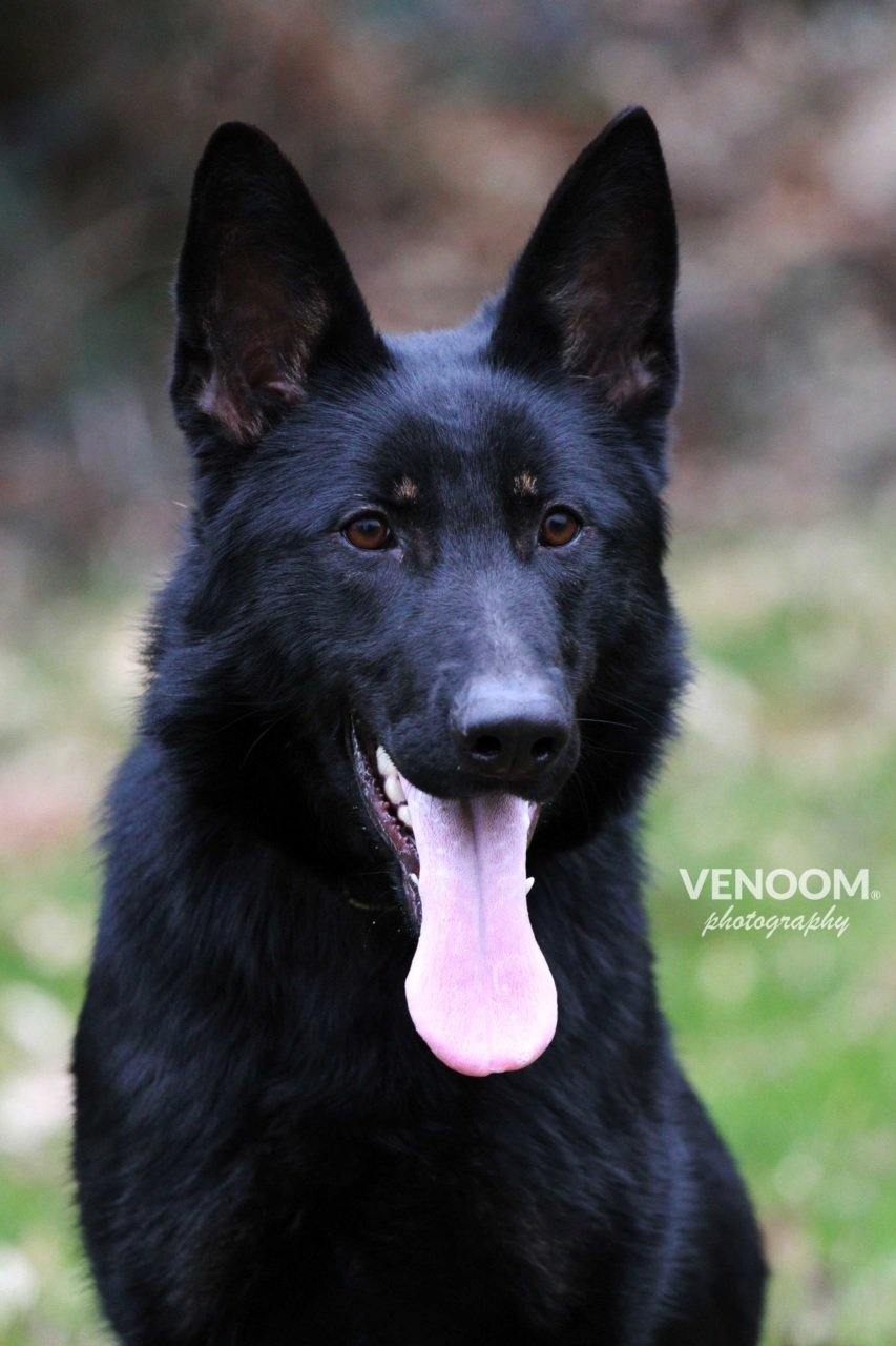 Daika vom Schützenbruch - VENOOM® - Official Site
