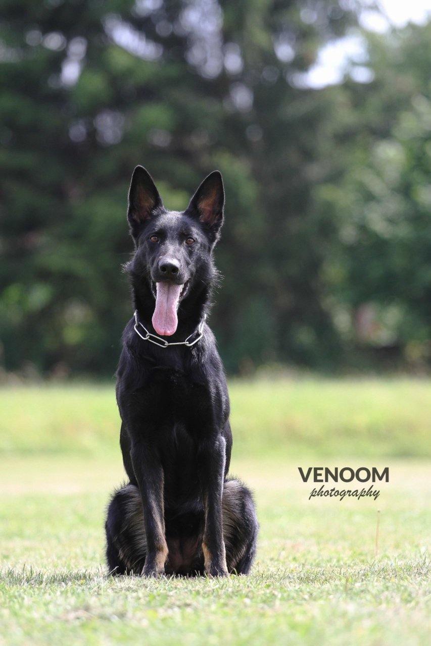 Daika vom Schützenbruch - VENOOM® - Official Site