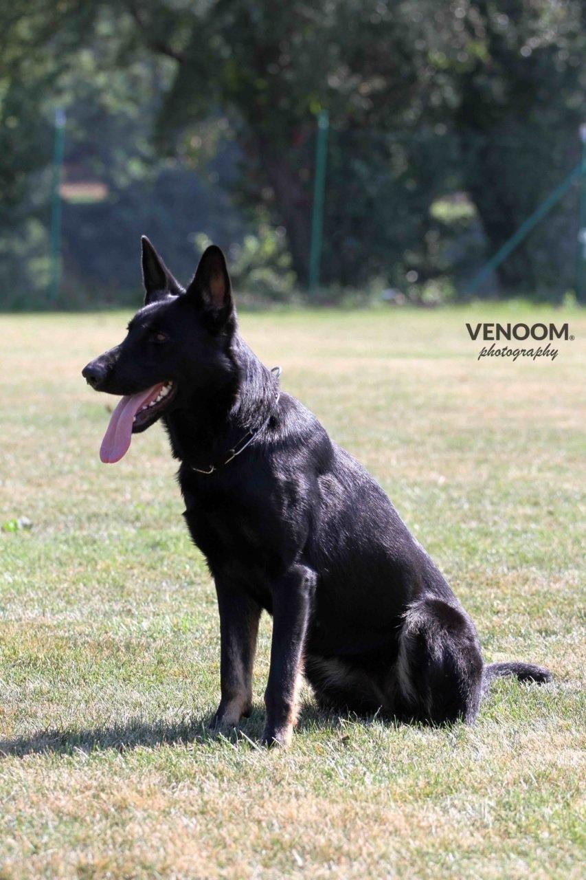 Daika vom Schützenbruch - VENOOM® - Official Site