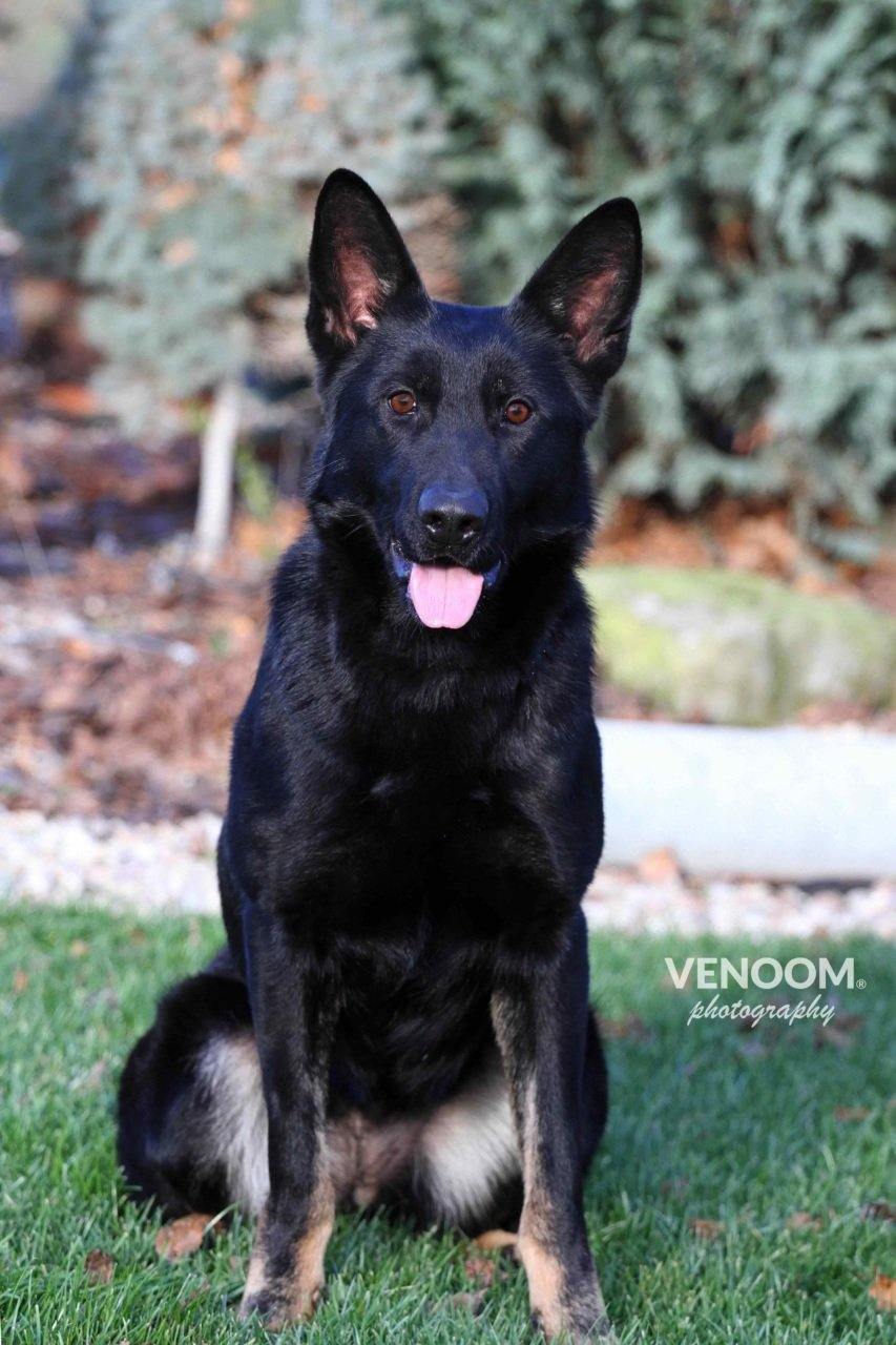 Daika vom Schützenbruch - VENOOM® - Official Site