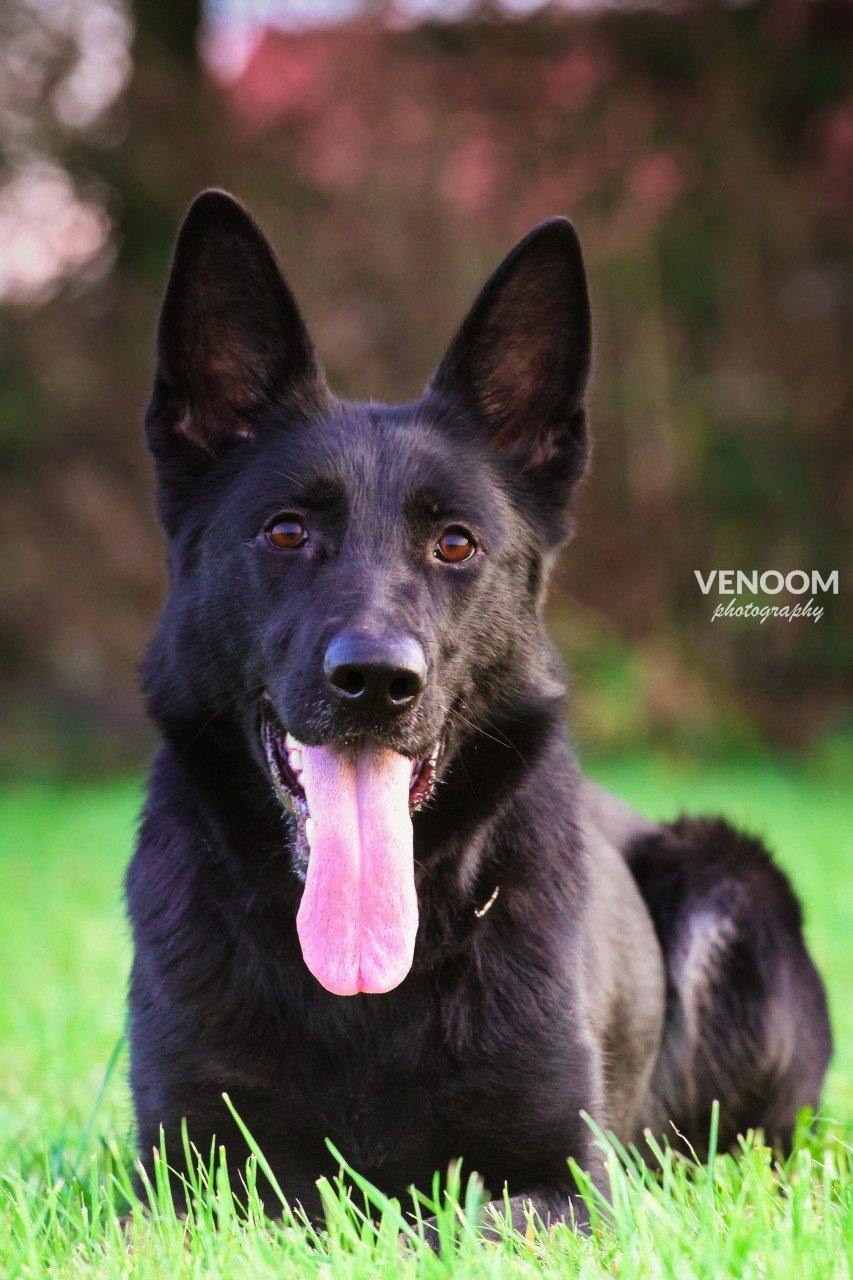 Daika vom Schützenbruch - VENOOM® - Official Site