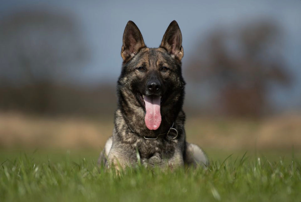Biesti von den Streeker Banditen