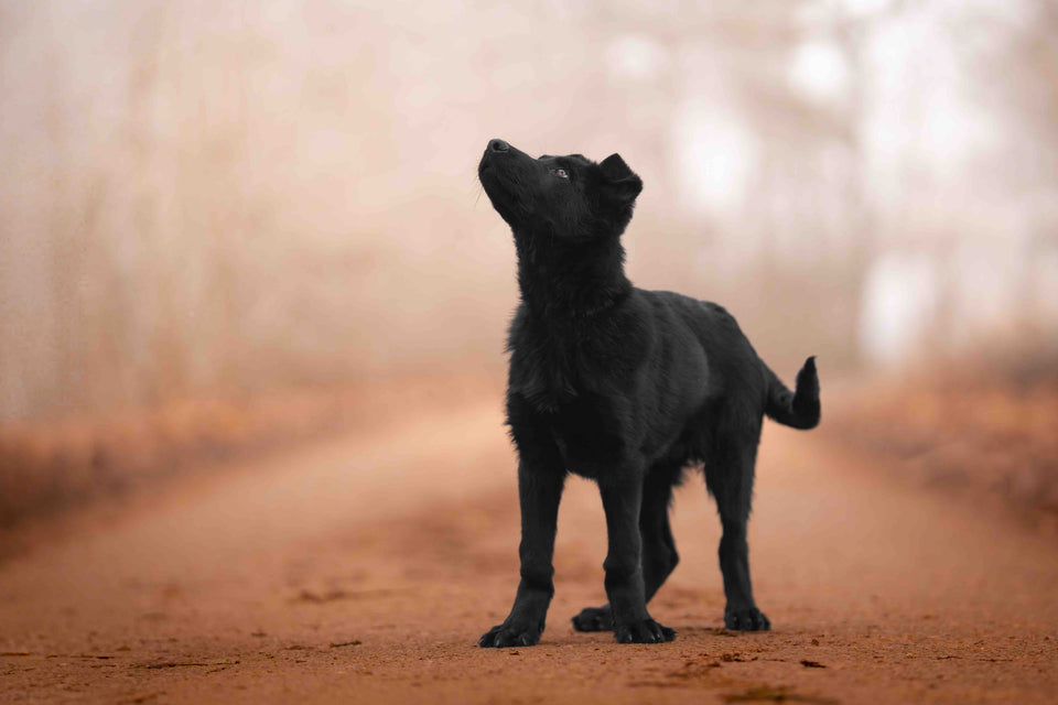 Yukon von Pentavita