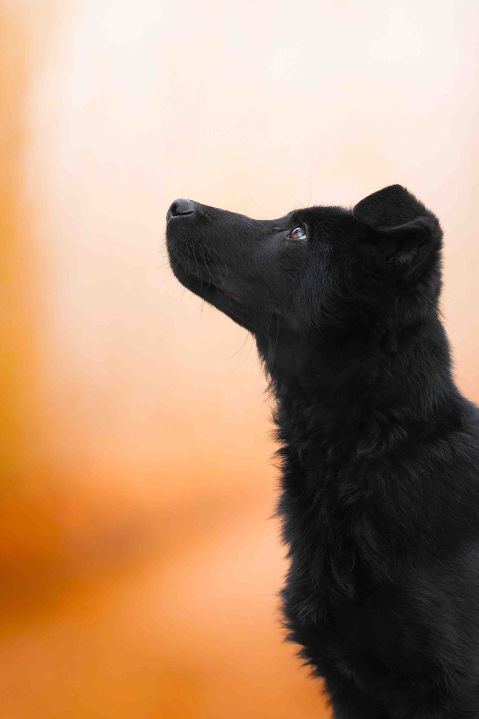 Yukon von Pentavita