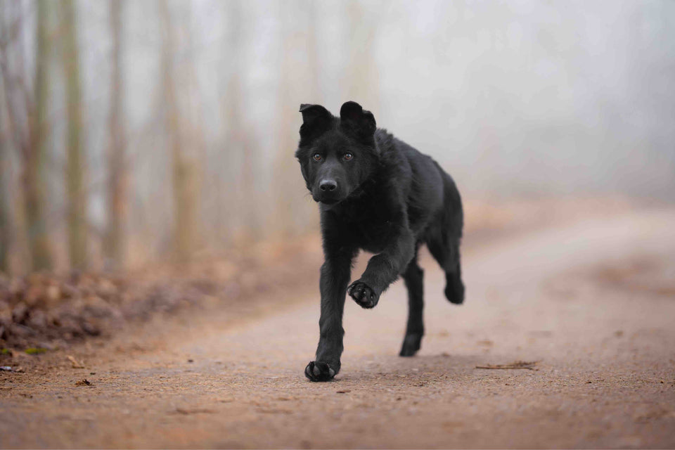 Yukon von Pentavita