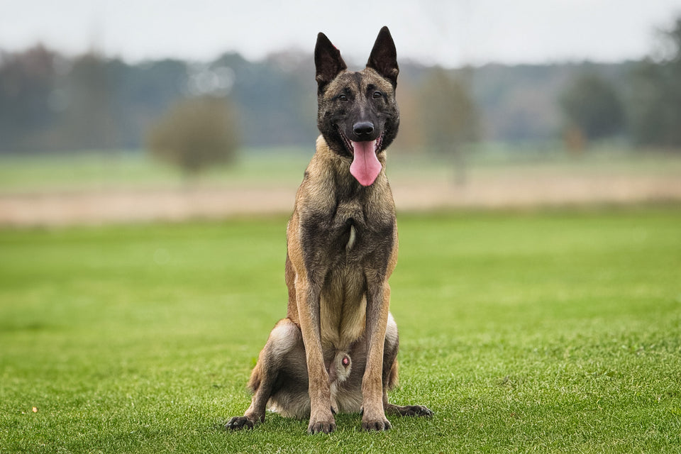 Alf Black Division
