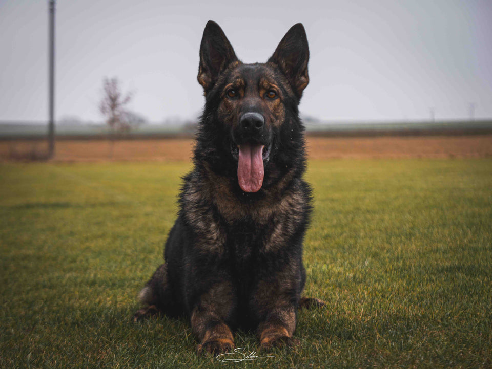 Yarr Yarr Aritar Bastet | VENOOM™ - Dogsport Worldwide
