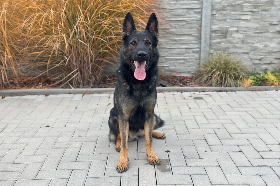 Tristan z Arthemilly