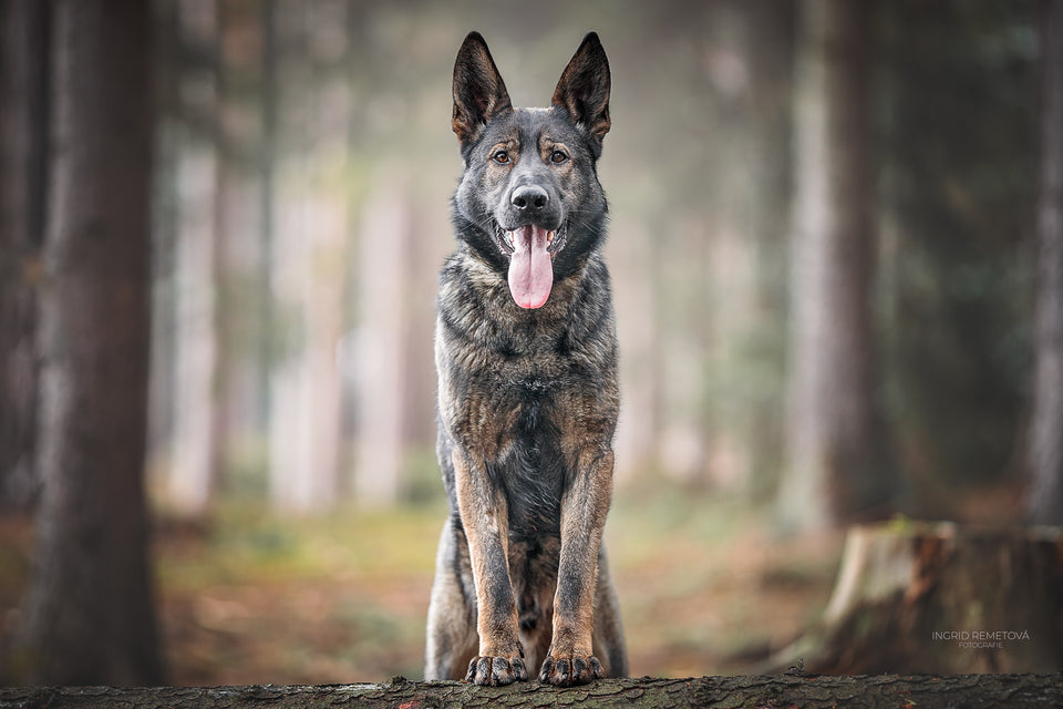Kasper z Radostovského Dvora - VENOOM® - Official Site