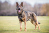 Lynxfelsen Ixtreme Hasan - VENOOM® - Official Site