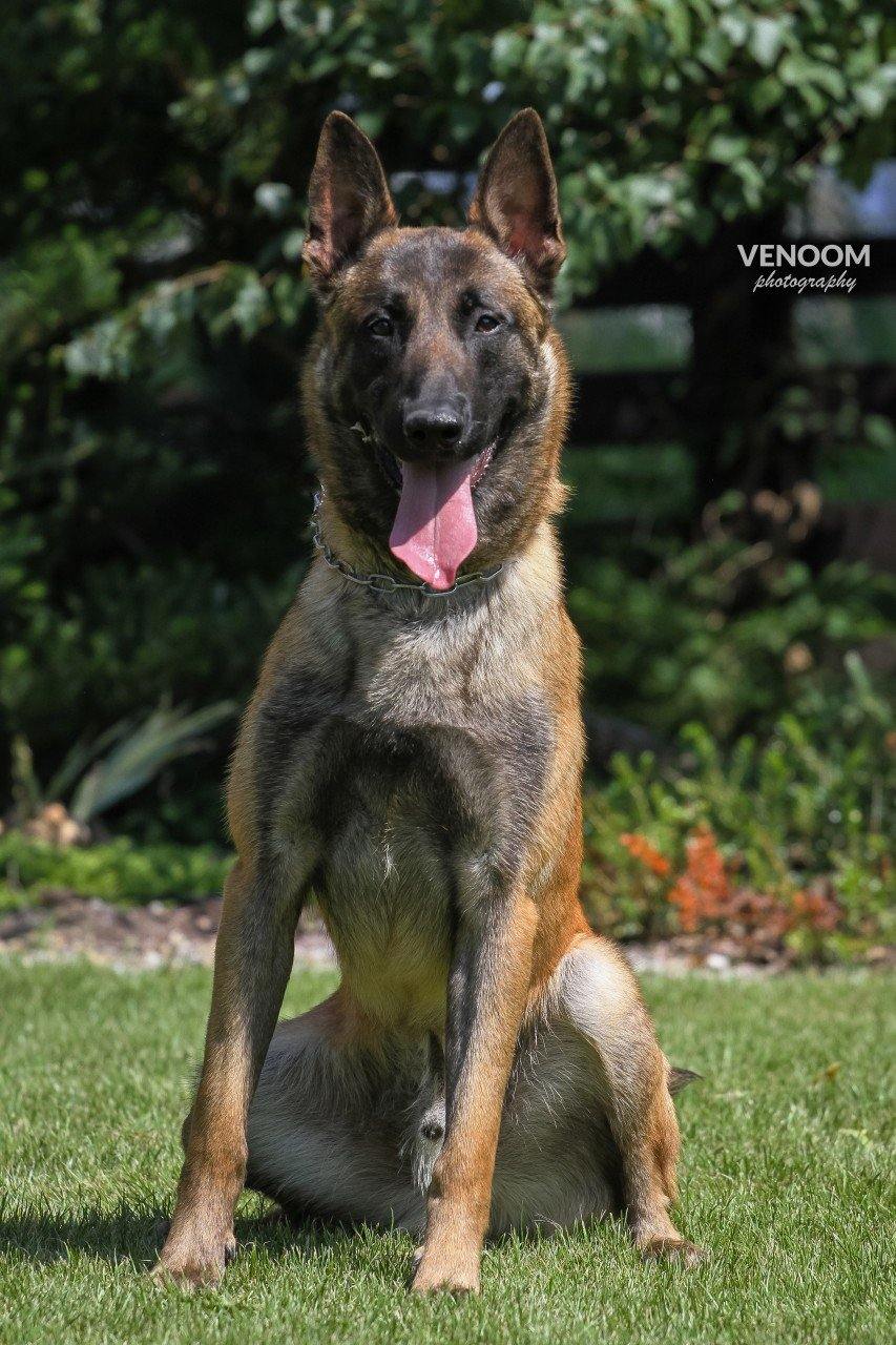 Primo van het Dreiland - VENOOM® - Official Site